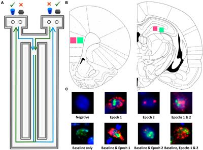 A long-term ketogenic diet in young and aged rats has dissociable effects on prelimbic cortex and CA3 ensemble activity